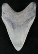 Serrated Megalodon Tooth #21862-2